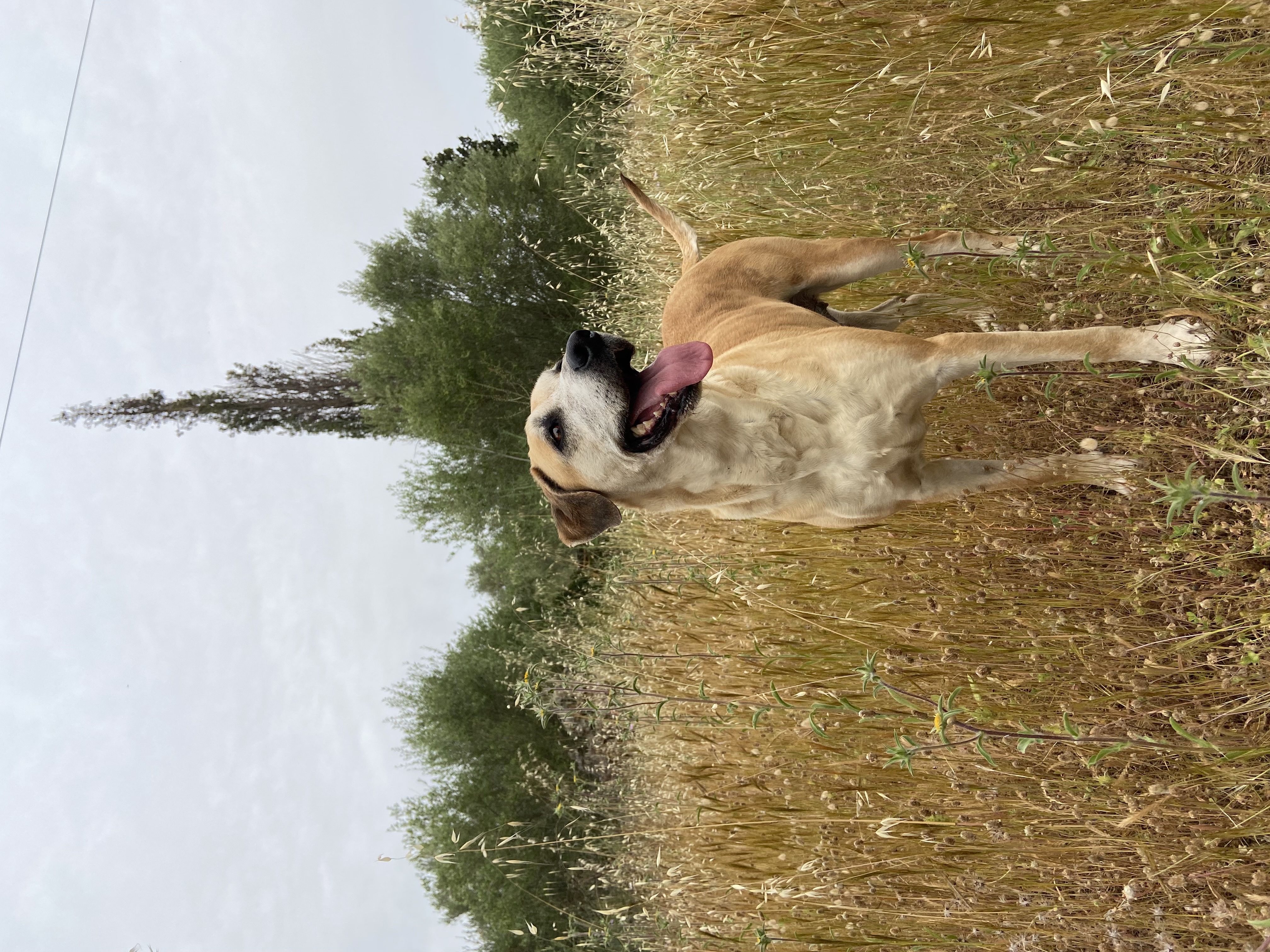 IMG_9070.jpeg